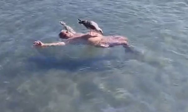 İzmir'den ilginç görüntü... Yüzerken üzerine martı kondu!